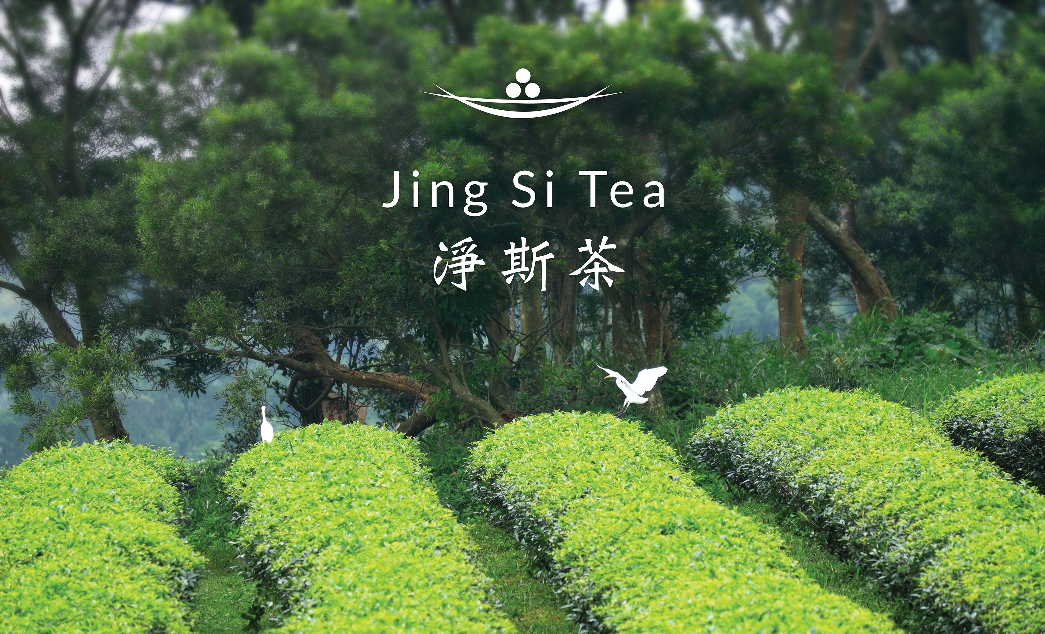 Sally 師姐 At SF Tea Festival's Lecture – Jing Si Books & Cafe